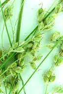 Attēlu rezultāti vaicājumam “Carex disperma”