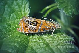 Attēlu rezultāti vaicājumam “Olethreutes arcuella”