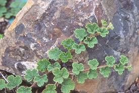 Attēlu rezultāti vaicājumam “Cribraria rubiginosa macro”