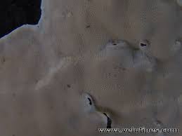 Attēlu rezultāti vaicājumam “Heterobasidion parviporum”