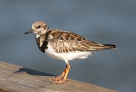 Attēlu rezultāti vaicājumam “Arenaria interpres adult”