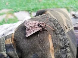 Attēlu rezultāti vaicājumam “Tholera decimalis female”