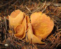 Attēlu rezultāti vaicājumam “Otidea onotica”