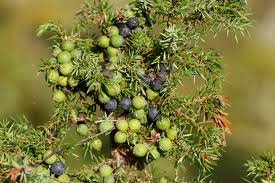 Attēlu rezultāti vaicājumam “Juniperus communis fruit”