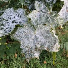 Attēlu rezultāti vaicājumam “Sawadaea tulasnei”