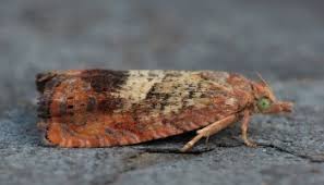 Attēlu rezultāti vaicājumam “Gracillaria syringella imago”
