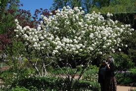 Attēlu rezultāti vaicājumam “Cinclidium stygium macro”