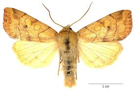 Attēlu rezultāti vaicājumam “Enargia paleacea”