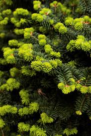 Attēlu rezultāti vaicājumam “Abies balsamea”