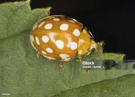 Attēlu rezultāti vaicājumam “Calvia quatuordecimguttata”