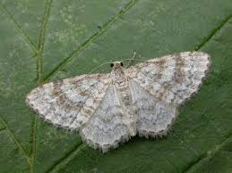 Attēlu rezultāti vaicājumam “Hydrelia sylvata”