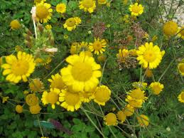 Image result for Färberkamille