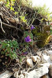 Attēlu rezultāti vaicājumam “Sanionia uncinata”