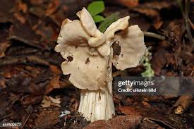 Attēlu rezultāti vaicājumam “Helvella”