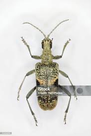 Attēlu rezultāti vaicājumam “Rhagium mordax”