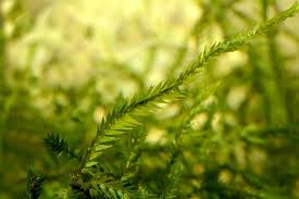 Attēlu rezultāti vaicājumam “Fontinalis antipyretica”