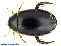 Attēlu rezultāti vaicājumam “Exobasidium cassandrae”