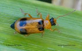 Attēlu rezultāti vaicājumam “Phyllobrotica quadrimaculata”
