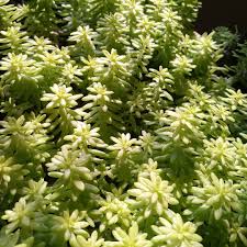 Attēlu rezultāti vaicājumam “Sedum hispanicum leaf”