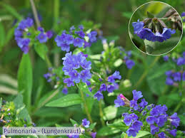 Image result for Lungenkraut