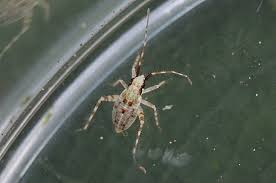 Attēlu rezultāti vaicājumam “Phytocoris tiliae”