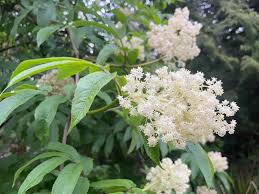 Attēlu rezultāti vaicājumam “Sambucus racemosa flower”