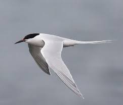 Image result for Sterna dougallii