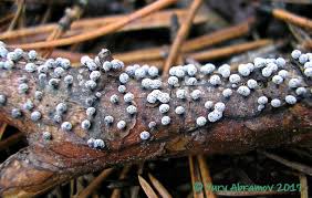 Attēlu rezultāti vaicājumam “Didymium melanospermum macro”