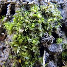 Attēlu rezultāti vaicājumam “Fossombronia wondraczekii”