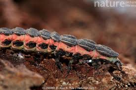 Attēlu rezultāti vaicājumam “Lampyris noctiluca larva”