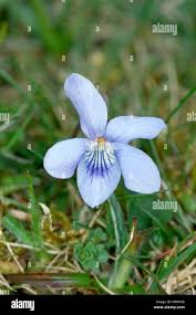 Attēlu rezultāti vaicājumam “Viola canina flower”