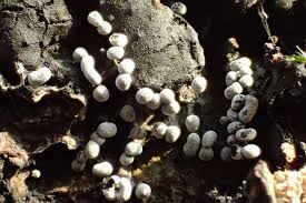 Attēlu rezultāti vaicājumam “Physarum leucopus”