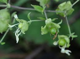 Attēlu rezultāti vaicājumam “Silene baccifera”