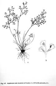 Attēlu rezultāti vaicājumam “Asplenium ruta-muraria”