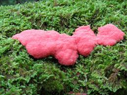 Attēlu rezultāti vaicājumam “Tubifera montana spores”