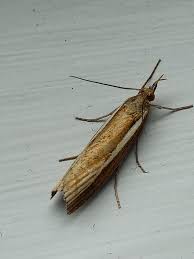 Attēlu rezultāti vaicājumam “Donacaula mucronella”