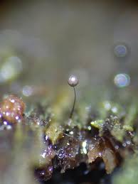 Attēlu rezultāti vaicājumam “Diachea subsessilis spores”