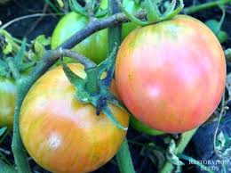 Afbeeldingsresultaat voor blushing yellow tomato