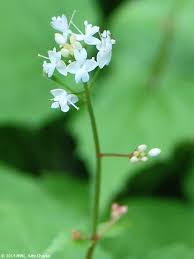 Attēlu rezultāti vaicājumam “Circaea alpina leaf”