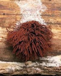 Attēlu rezultāti vaicājumam “Stemonitis herbatica stalked”