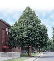 Attēlu rezultāti vaicājumam “Tilia cordata”