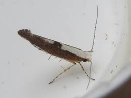 Attēlu rezultāti vaicājumam “Argyresthia semifusca”