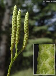 Attēlu rezultāti vaicājumam “Diphasium complanatum”