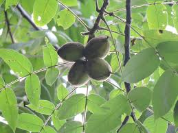 Attēlu rezultāti vaicājumam “Juglans cinerea leaf”
