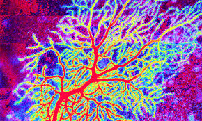 Attēlu rezultāti vaicājumam “Bryum funkii cells”