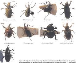 Image result for Coleoptera Curculionoidea