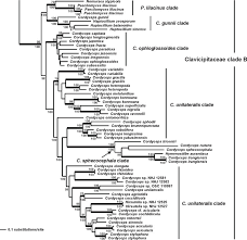 Attēlu rezultāti vaicājumam “Cordyceps polyarthra”