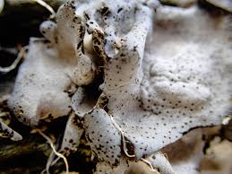 Attēlu rezultāti vaicājumam “Dermatocarpon miniatum”