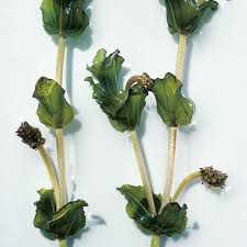 Attēlu rezultāti vaicājumam “Potamogeton perfoliatus fruit”