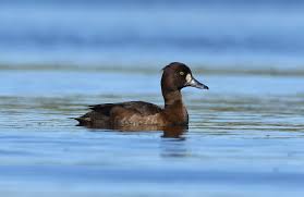 Attēlu rezultāti vaicājumam “Aythya fuligula female”